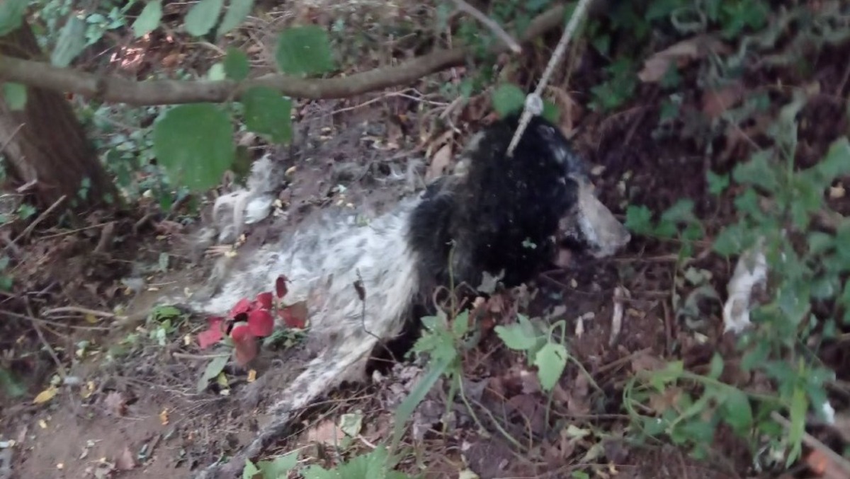 Orrore nei boschi tra Luzzano e Airola: cane legato e impiccato a un albero - 