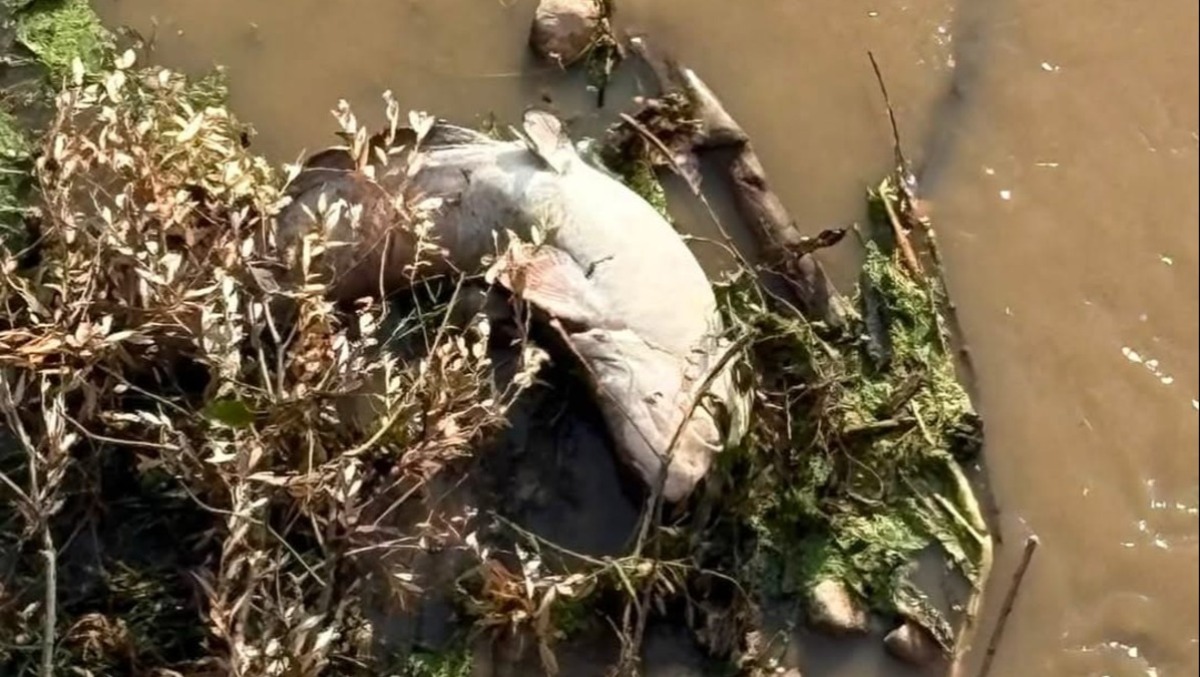 Allarme ambientale a Benevento: aria irrespirabile e pesci morti nel fiume Calore - 