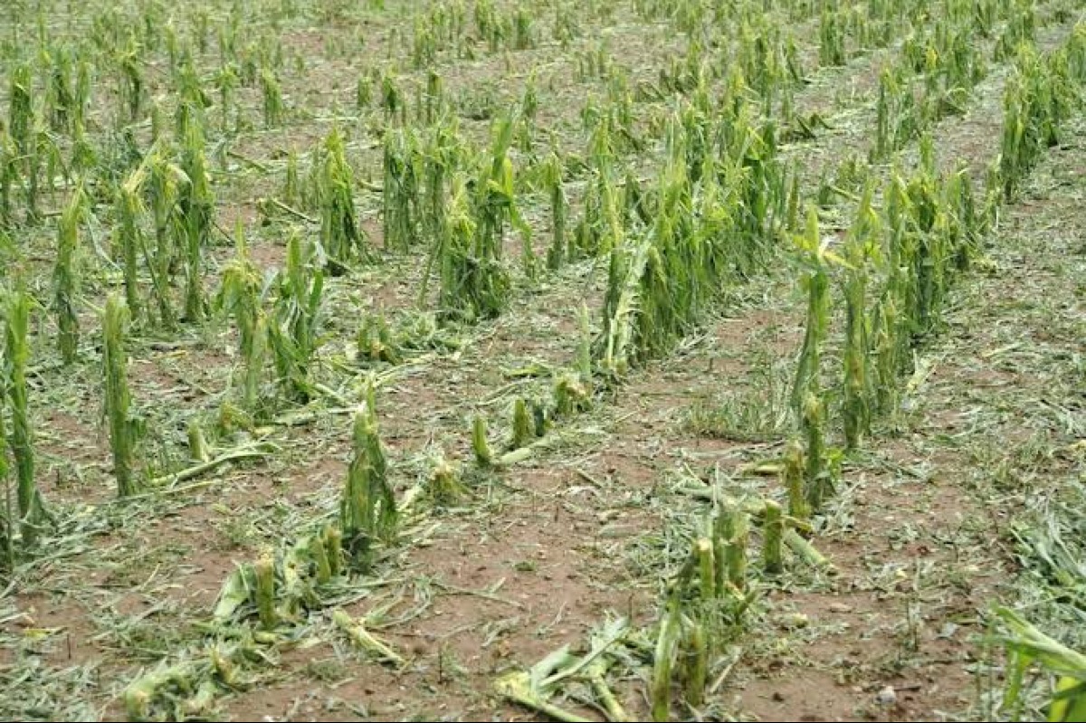 Crisi clima in Irpinia: per l'agricoltura è emergenza continua - 