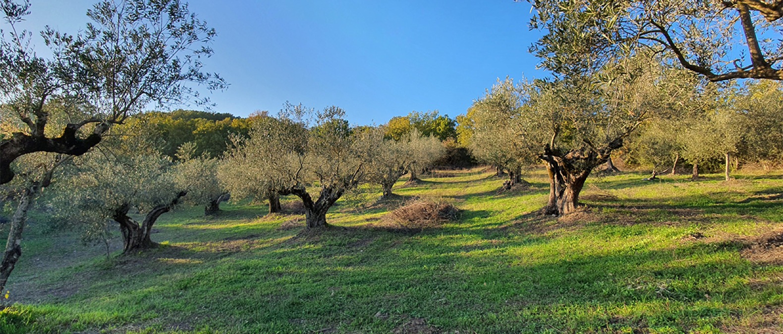 Pietrelcina entra nelle Città dell’Olio: il Sannio scommette su agricoltura e turismo - 