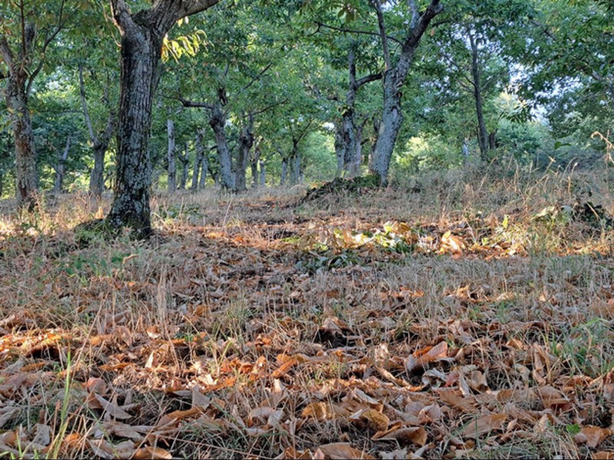  La siccità ha danneggiato castagneti e noccioleti in Campania - 