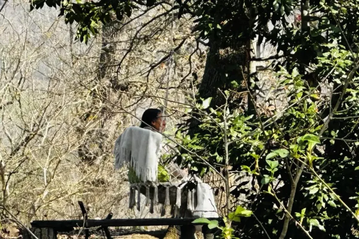 La "mamma nel bosco" si racconta in un libro: l'amore e la natura per guarire le ferite - 