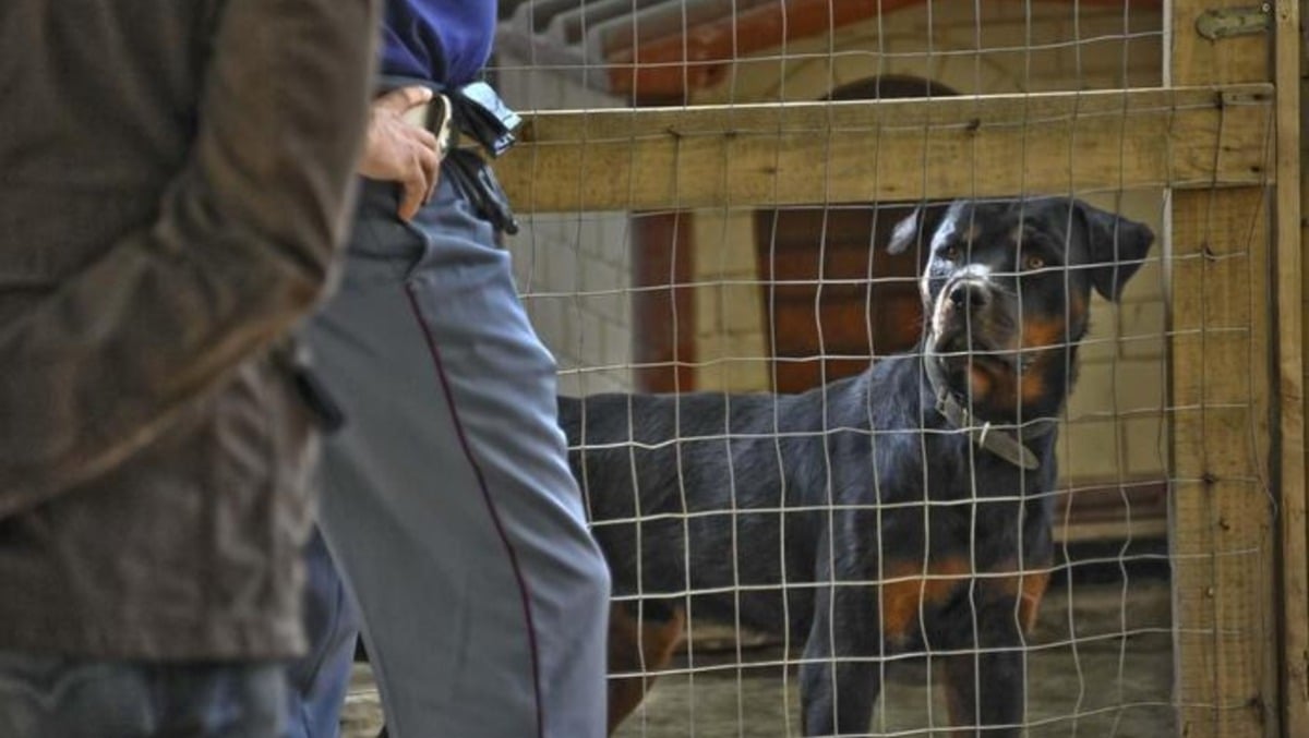 Tragedia in campagna: anziano sbranato da due rottweiler mentre raccoglieva la frutta - 