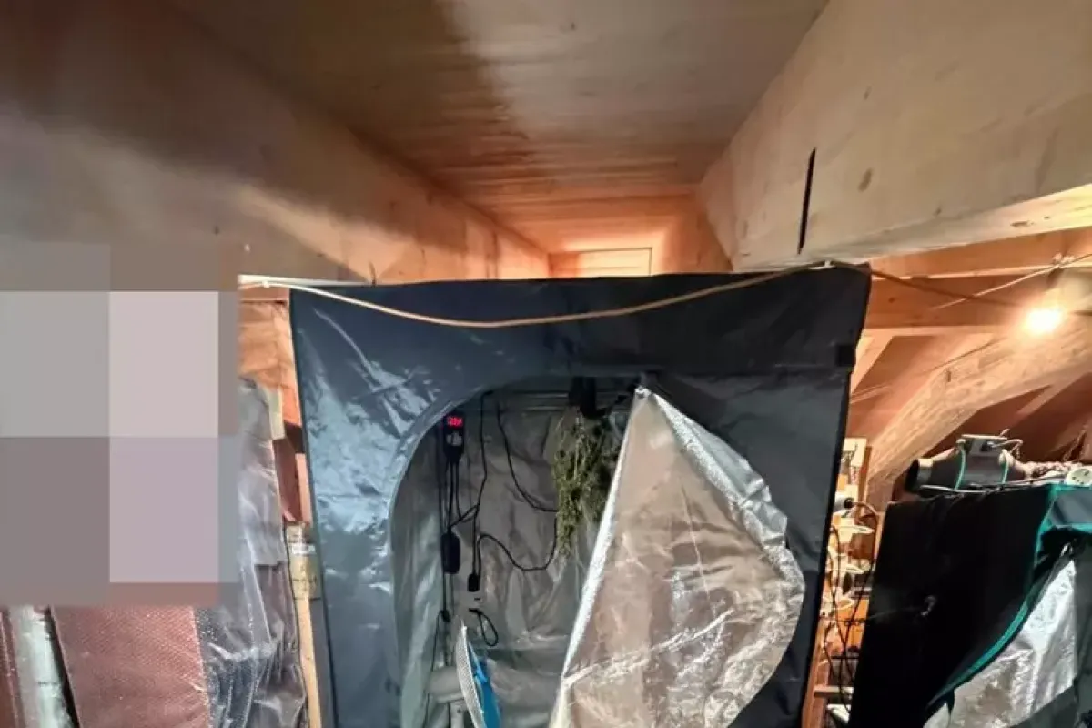 Agropoli, mini serra di marijuana in casa: arrestato un 23enne - 