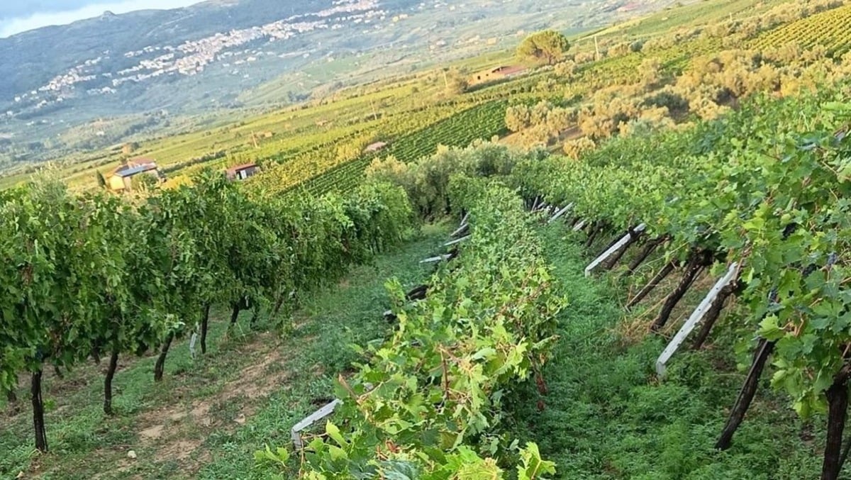 Tromba d'aria e grandine a Castelvenere: devastati vigneti e centro storico - 