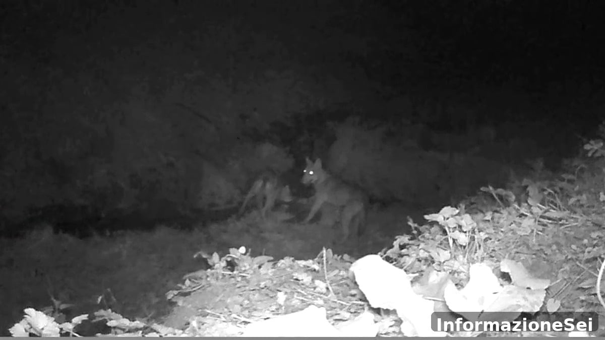 Cervinara, lupi a pochi metri dal centro abitato: le foto - 