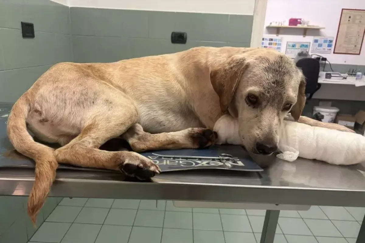 Giotto trovato in una pozza di sangue: profonde ferite e una zampa quasi recisa - 