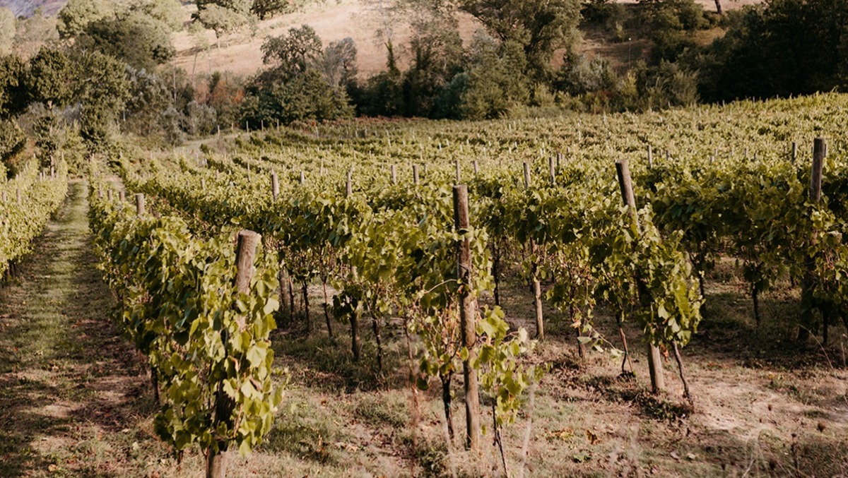 Prelievi Asl nei vigneti di San Martino Valle Caudina  per dare il via libera alla vendemmia. - 