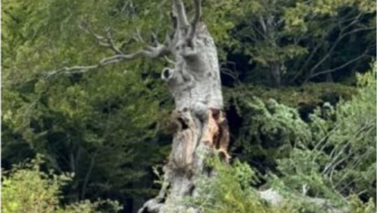 Summonte. Si spezza il faggio monumentale di Campo San Giovanni - 