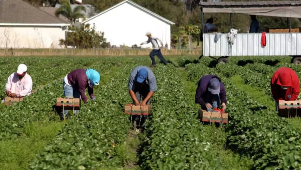 Agricoltura, malattie professionali: il focus sulla prevenzione - 