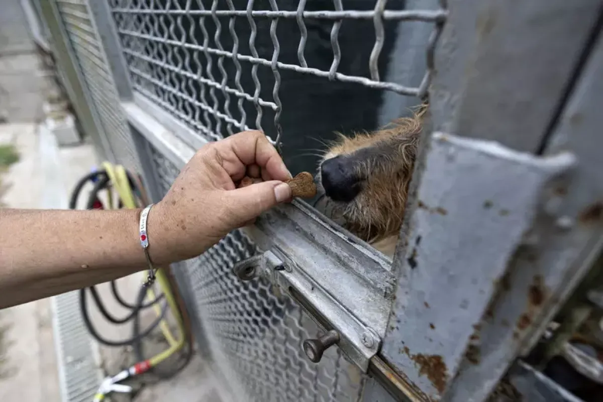 38 cani al buio tra rifiuti ed escrementi: sequestro e denunce! - 