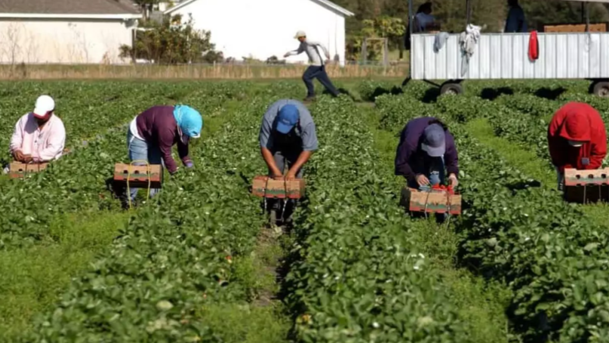 Caporalato, in Campania: «Più regolarità per fermarlo» - 