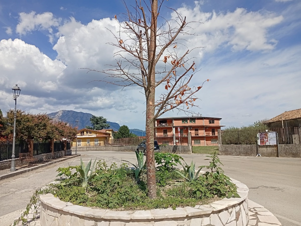 Tiglio secco San Potito