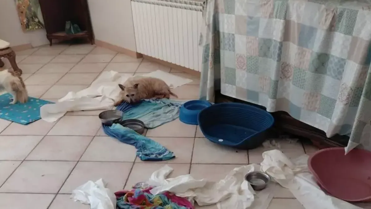 41 cani in gravi condizioni: sequestrata parte di una casa - 