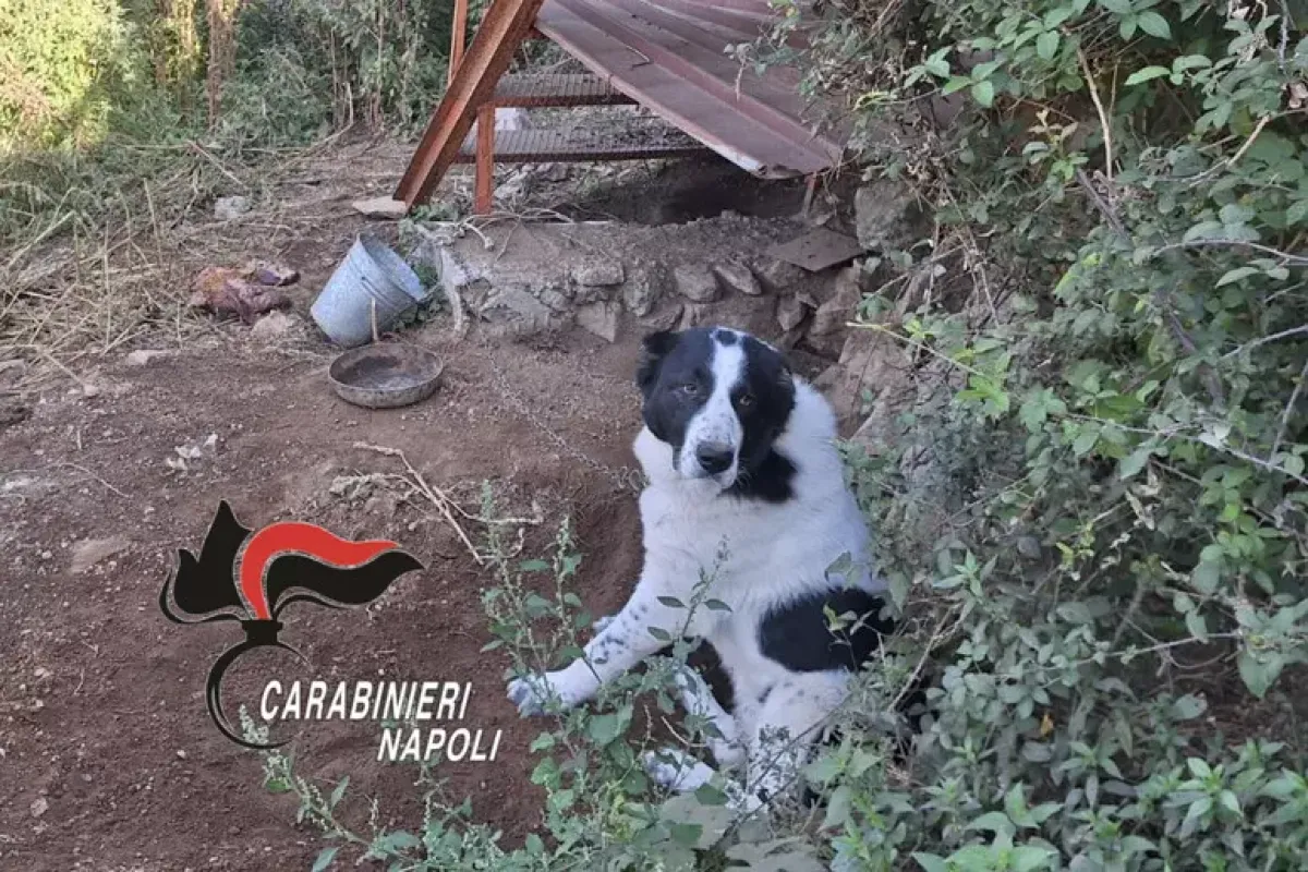 Due cani trovati incatenati e in gravi condizioni: denunciato il proprietario - 