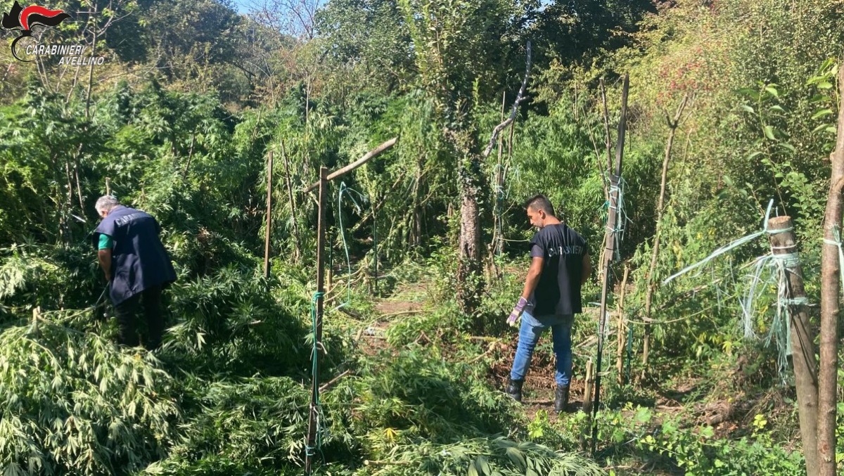 Scoperta in Irpinia piantagione di marijuana, avrebbe fruttato 400 mila euro, un arresto  - 