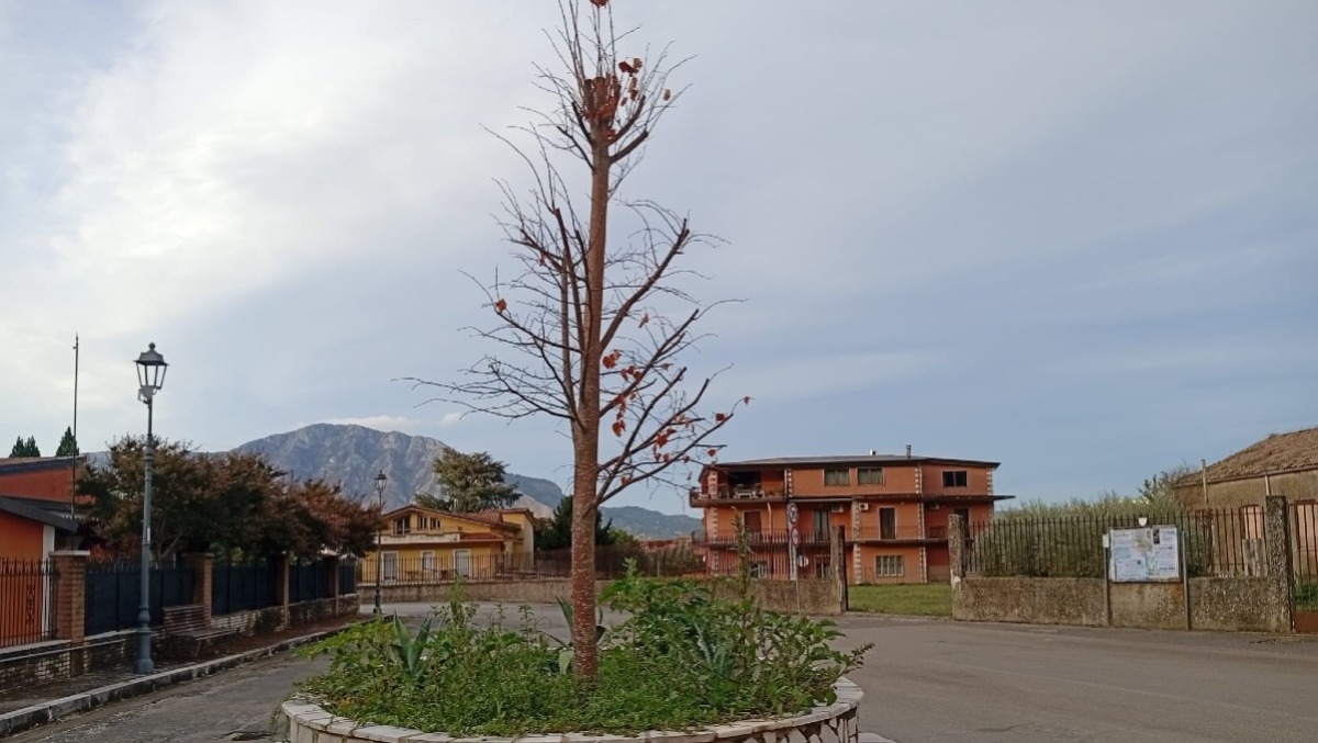 Cervinara. Il giovane tiglio secco di San Potito resta lì: ora anche pioggia e freddo - 