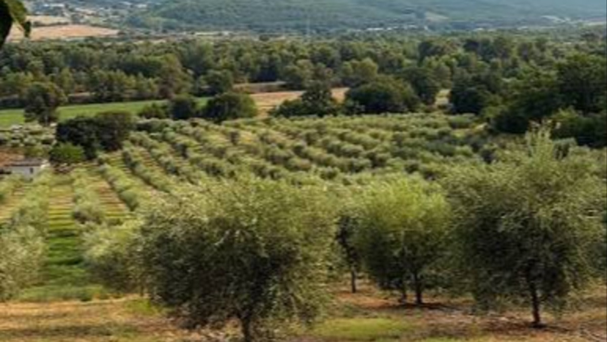 Rogo di Airola, via libera alla raccolta delle olive nella Valle di Suessola - 