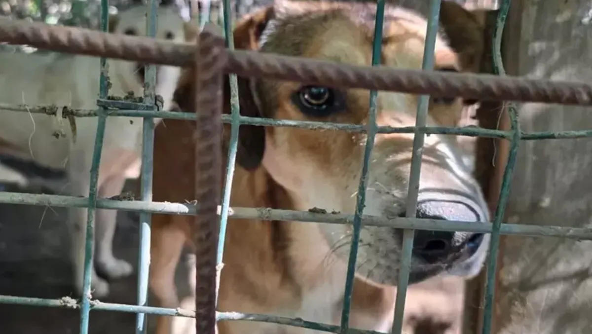 Caserta, canile abusivo tra i rifiuti: salvati 16 cani, denunciato un 45enne - 